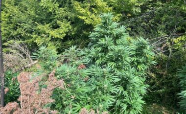 Asgjesohen rreth 2000 bimë narkotike në Shkodër, në hetim kryeplaku i fshatit Bardhaj