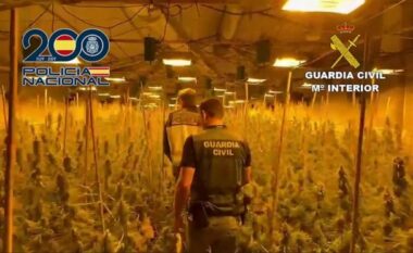 Parcelë me 1000 bimë kanabis në Spanjë, prangosen dy shqiptarë