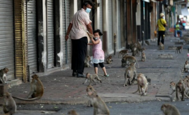 Majmunët pushtojnë qytetin tajlandez (VIDEO)