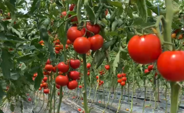 “Na e marrin domaten me 30 lekë dhe e shesin deri tre herë më shtrenjtë”, Fermerët kundër grumbulluesve: Kjo është një tallje