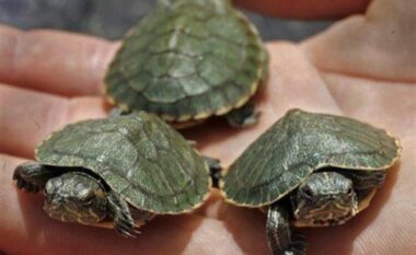 Sot dita Botërore e Breshkave, disa fakte rreth tyre