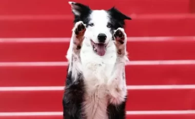 Filmi i Festivalit në Kanë, mes yjeve edhe qeni ‘Messi’