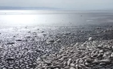 FOTO/ Mijëra peshq të ngordhur mbulojnë lagunën e tharë në Meksikë