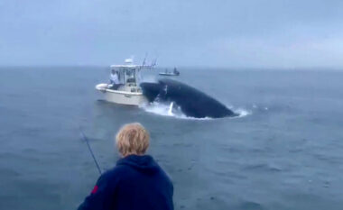 Pamje të frikshme/ Balena del nga uji dhe përmbys varkën, hedh në ajër peshkatarët (VIDEO)