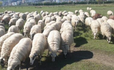 Shqipëria ndalon importin e bagëtive të imta nga Greqia për të parandaluar hyrjen e murtajës