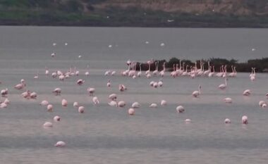 Shtohen flamingot në Lagunën e Nartës, por e ardhmja e tyre e kërcënuar