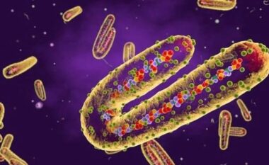Shpërthen virusi i rrezikshëm, 6 të vdekur deri tani! Transmetohet tek njeriu përmes lakuriqëve të natës