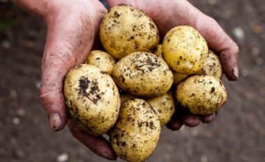 Fermerët ankohen për çmimin e patates: Merret shumë lirë dhe shitet shtrenjtë, dëmtohen konsumatorët