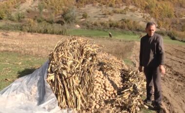 Puna shkon në kanal/ Fermerët e Bllacës në Bulqizë nuk kanë treg për patate: Duhet ta hedhim, shteti nuk na ndihmon