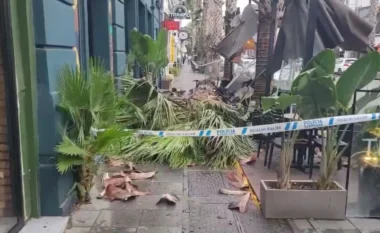 Era e fortë shkakton dëme në Durrës, palma bie në mes të trotuarit (VIDEO)