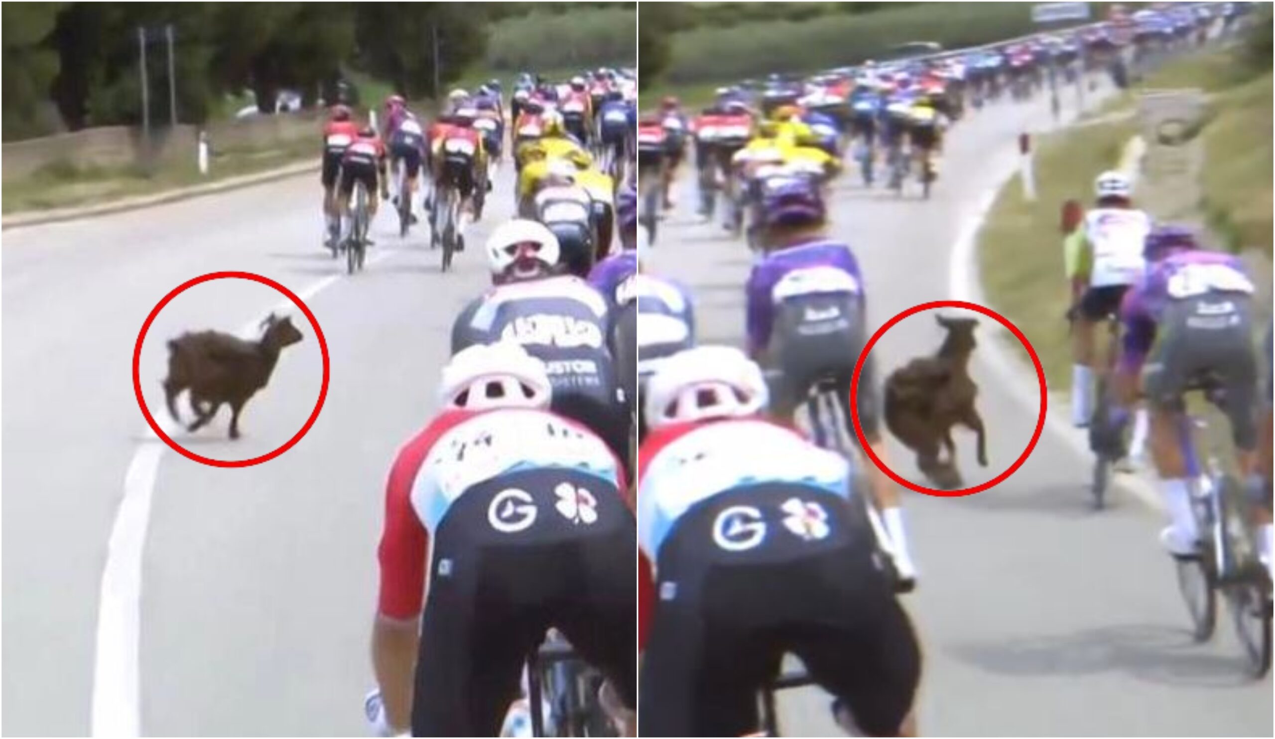 VIDEO/ Incident i papritur në ‘Giro D’Italia’, dhia hyn mes çiklistëve në Vlorë duke i penguar në garë