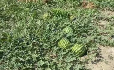 U zhgënjyen nga çmimet, përgjysmohet sipërfaqja me shalqi në Myzeqe