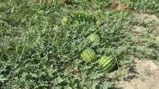 U zhgënjyen nga çmimet, përgjysmohet sipërfaqja me shalqi në Myzeqe
