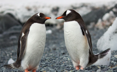 Klima e Antarktidës varet nga jashtëqitjet e pinguinëve, thonë shkencëtarët