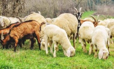 Murtaja e bagëtive në Shqipëri, Agjencia e Ushqimit apelon për kujdes në zonat kufitare të Kosovës