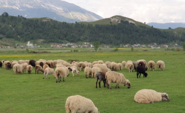 Konfirmohet rasti i parë i murtajës së bagëtive të imëta në vend, autoritetet thirrje fermerëve për vigjilencë