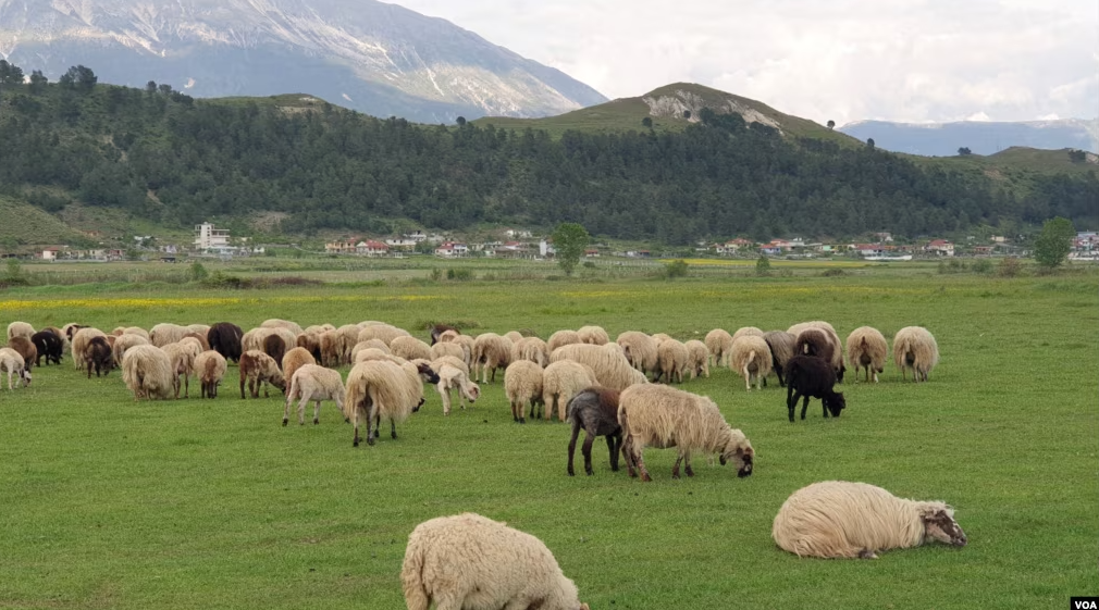 Konfirmohet rasti i parë i murtajës së bagëtive të imëta në vend, autoritetet thirrje fermerëve për vigjilencë