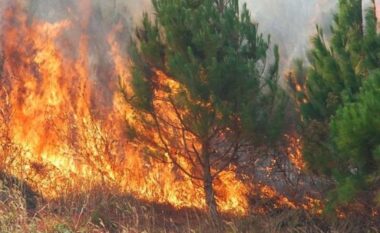 Përfshihet nga flakët masivi me pisha në Krastë, zjarrfikëset mbërrijnë në vendngjarje