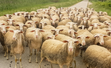 Murtaja e bagëtive/ Shkon në 10 numri i vatrave, 12 ferma me të imta të infektuara