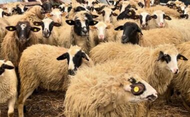 Murtaja e bagëtive/ Konfirmohet vatra e parë e murtajës në qarkun e Korçës