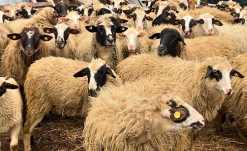 Murtaja e bagëtive/ Konfirmohet vatra e parë e murtajës në qarkun e Korçës