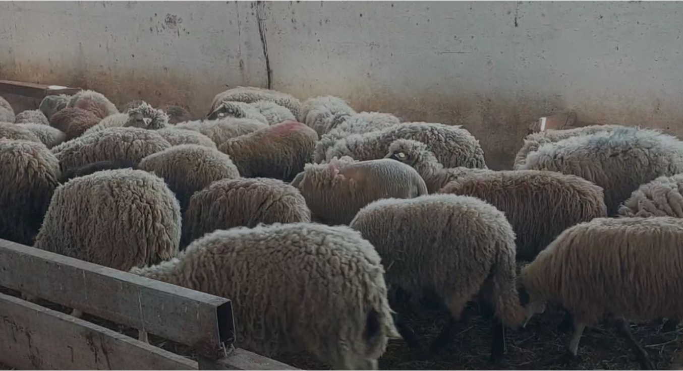 Murtaja shfaqet edhe në Krujë/ Konfirmohet në 100 krerë dele, pritet asgjësimi i bagëtive