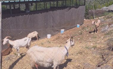 Rasti me murtajë në Postribë, drejtori i shërbimit veterinar: Ferma u karantinua, kafshët do të eliminohen…