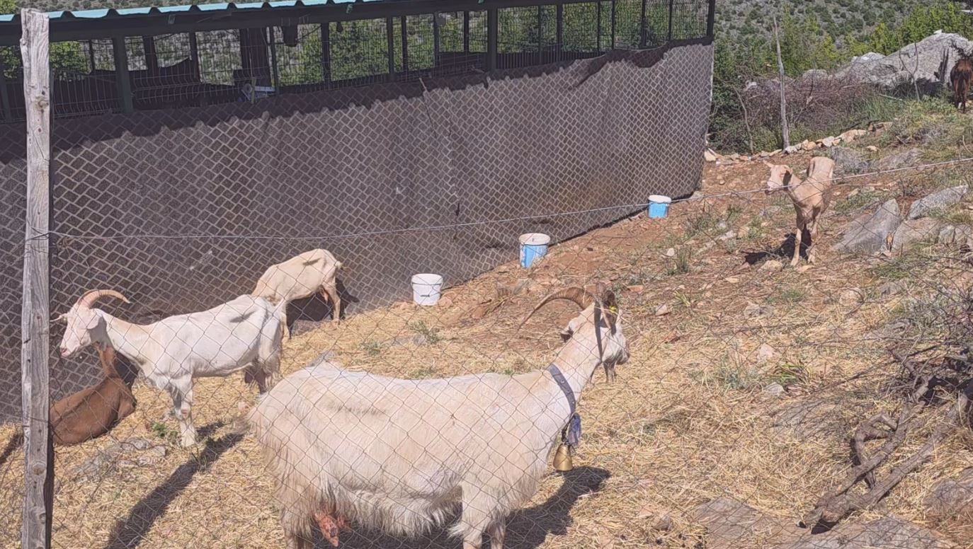 Rasti me murtajë në Postribë, drejtori i shërbimit veterinar: Ferma u karantinua, kafshët do të eliminohen…