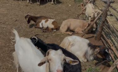 Murtaja/ 263 bagëti të infektuara në Skrapar, karantinohen dy ferma