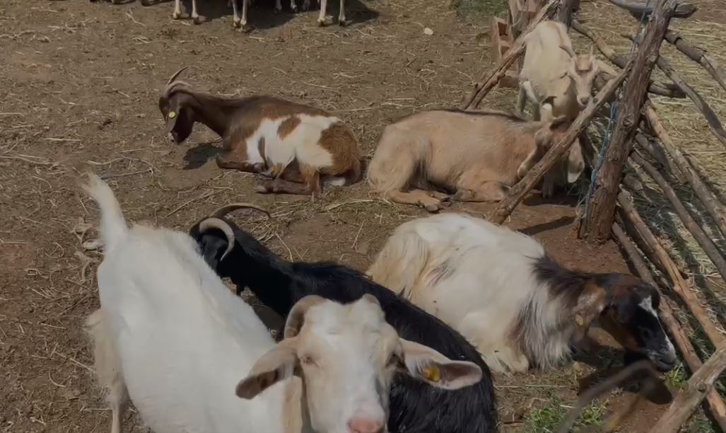 Murtaja/ 263 bagëti të infektuara në Skrapar, karantinohen dy ferma