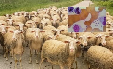 Alarmi për murtajën e bagëtive/ Ndizen vatrat e infektimit në Jug dhe Veri të vendit