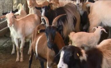 Murtaja e bagëtive në Shqipëri/ Ministria e Bujqësisë: Janë identifikuar 4 vatra, sëmundja nuk transmetohet te njeriu