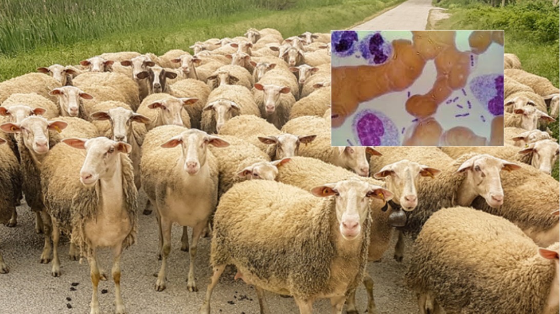 Alarmi për murtajën e bagëtive/ Ndizen vatrat e infektimit në Jug dhe Veri të vendit