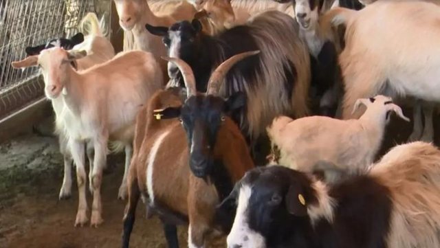 Murtaja e bagëtive në Shqipëri/ Ministria e Bujqësisë: Janë identifikuar 4 vatra, sëmundja nuk transmetohet te njeriu