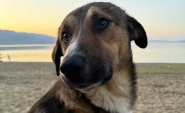 Shqiptarja nga SHBA hap GoFundMe për një qen endacak, kërkon të marr me vete kafshën e abuzuar në Shqipëri
