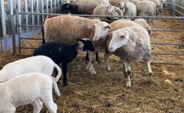 Konfirmohet rasti i parë i murtajës për delet dhe dhitë në Kosovë