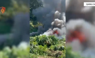 VIDEO/ ‘Nami’ në Shkodër, asgjësohen 40 mijë bimë kanabis, procedohen penalisht 8 kryetarë fshatrash