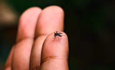 OBSH paralajmëron: Rikthim i rrezikshëm i chikungunya-s, virusi që përhapet nga mushkonjat
