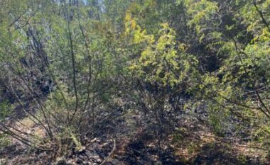 Masivi me pisha në Elbasan përfshihet nga flakët, zjarri rrezikon banesën dhe një resort turistik