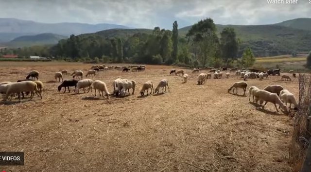 Çërrava rrezikon të mbetet pa kullota, Bashkia e Pogradecit kërkon ta marrë tokën për panele diellore