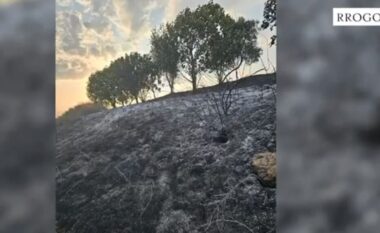Ndezi zjarrin që dogji një sipërfaqe me pemë frutore, arrestohet 31-vjeçari (EMRI)
