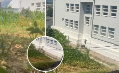 “Shkolla “Ibrahim Basha” mbillet me misër”, Bashkia Kamëz përgënjeshtron lajmet: S’është e vërtetë, toka në foto është jashtë ambientit të institucionit