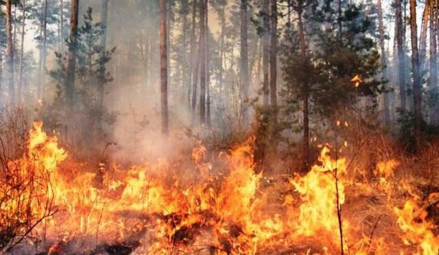 Situata e zjarreve në vend/ Shuhen nëntë vatra, një tjetër nën monitorim nga zjarrfikësit