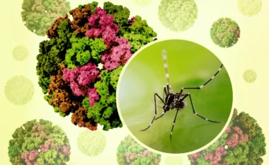 Alarm në Kinë! Mbi 7,000 të infektuar me virusin ‘chikungunya’