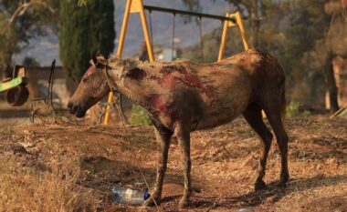Dëmet në blegtori nga zjarret në vend, janë djegur mbi 740 koshere, 13 gjedhë dhe 25 krerë të imta
