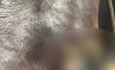 Krim i rëndë në Llogara/ Sulmohet me çifte tufa e kuajve, vriten 7 kafshë dhe tre të tjera plagosen, shkak konkurrenca mes pronarëve të guidave (VIDEO)