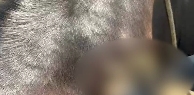 Krim i rëndë në Llogara/ Sulmohet me çifte tufa e kuajve, vriten 7 kafshë dhe tre të tjera plagosen, shkak konkurrenca mes pronarëve të guidave (VIDEO)