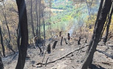 Vijojnë të mbeten aktive vatrat e zjarrit në Mallakastër, terreni i thepisur vështirëson ndërhyrjen nga toka