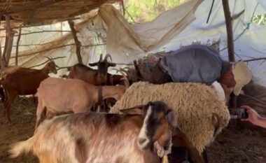 Ujku bën kërdinë në Lushnjë/ Hyn në kope dhe vret më shumë se 40 krerë, pronari: mendova se ishte hajdut