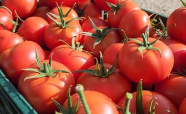 Kroacia bllokoi 8 ton domate nga Shqipëria me pesticide tej normave, identifikohen dy inspektorët e arrestuar të AKU-së që lejuan eksportimin (FOTO+EMRAT)
